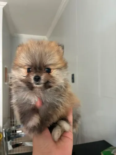 Machinho mini Spitz Lulu da Pomerania