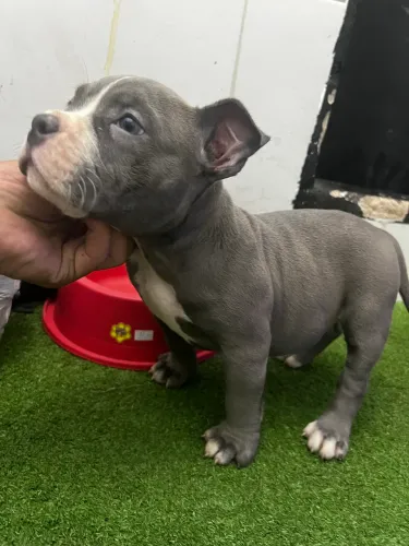 American Bully
