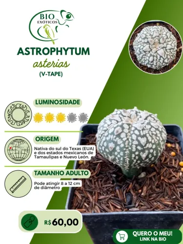 Cactos de coleção variados