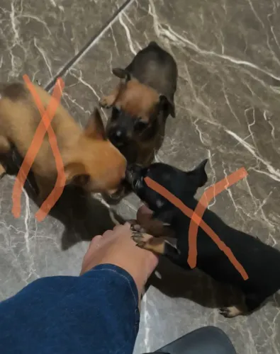 Último machinho de pinscher 0 aceito cartão com juros da máquina 