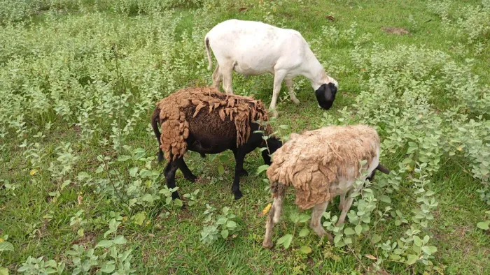 borregos para abate ou reprodutor