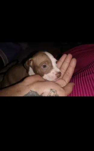 Filhotes de Pitbull com 1 mês 350 reais