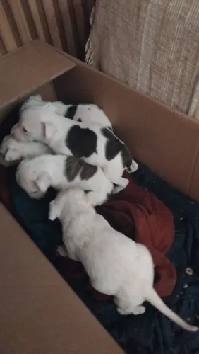 Filhote de pit bull