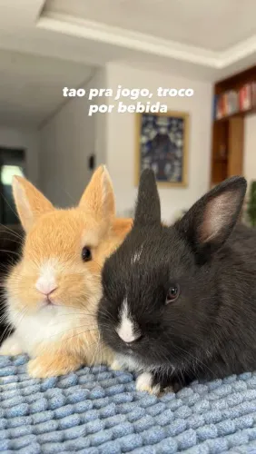 Coelho filhotes