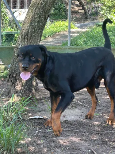 Rottweiler macho para cobertura pra cruzar, 100% puro, com pedigree