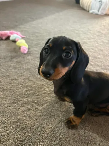 Dachshund macho black and tan um amor incrível
