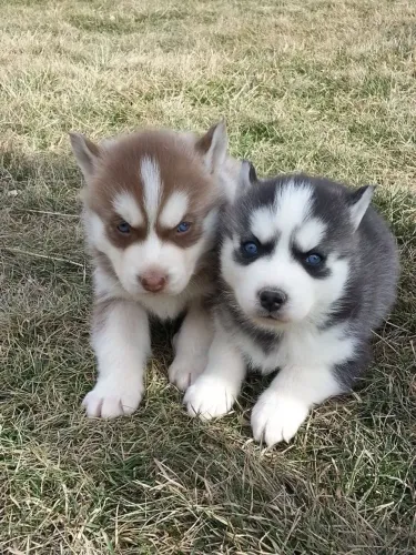 Husky com garantia de vida- leve o seu 