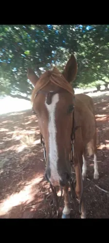 Portanto boa de sela mansa de criança andar