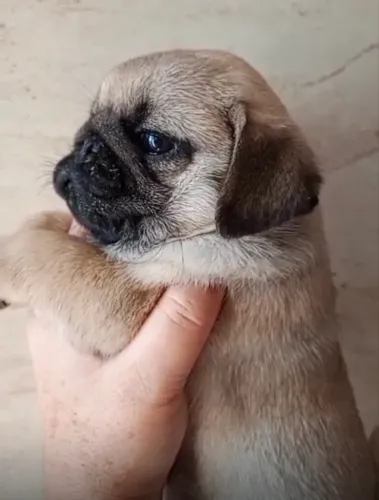 Pug filhote
