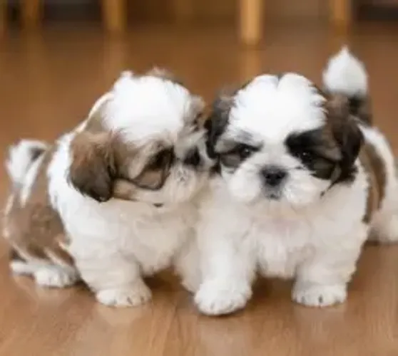 Cãozinho Shih tzu/ shihtzu amorosos e cheios de alegria