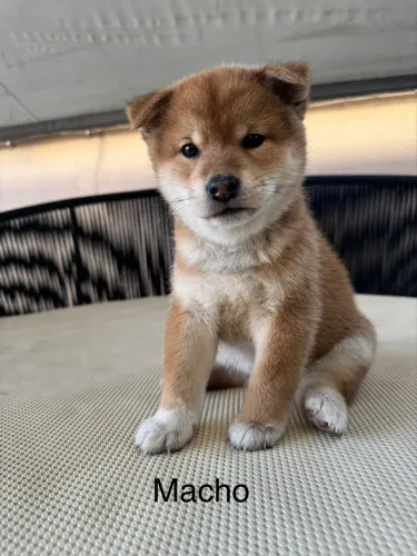 Filhotes de Shiba Inu disponíveis.