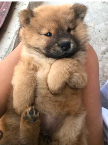 Chow chow 
