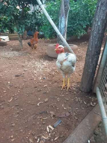 Frangos caipira