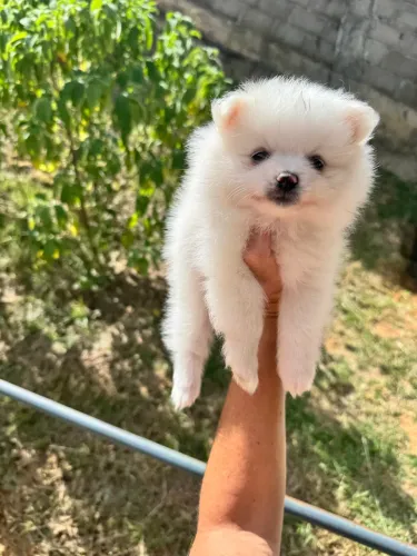 Promoção!!! Lindo bebê machinho com linhagem de brancos!