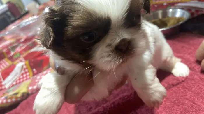 Shih tzu mini macho