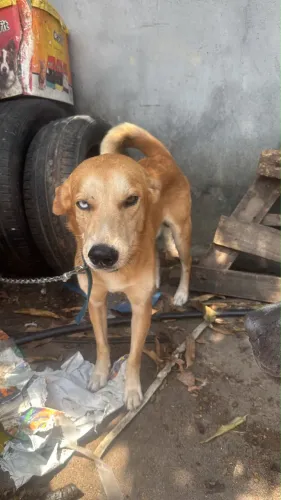 Cachorro SRD Lindo Mestiço para doação