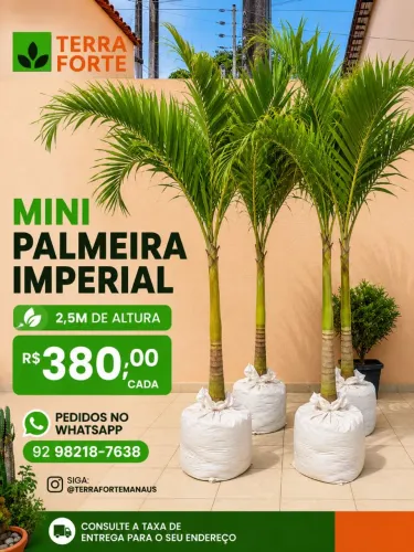 Mini Palmeira Imperial 