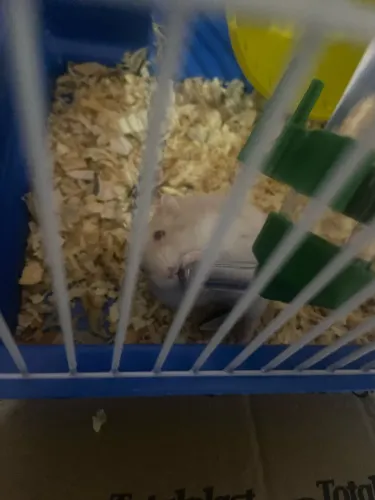 Vende-se hamster