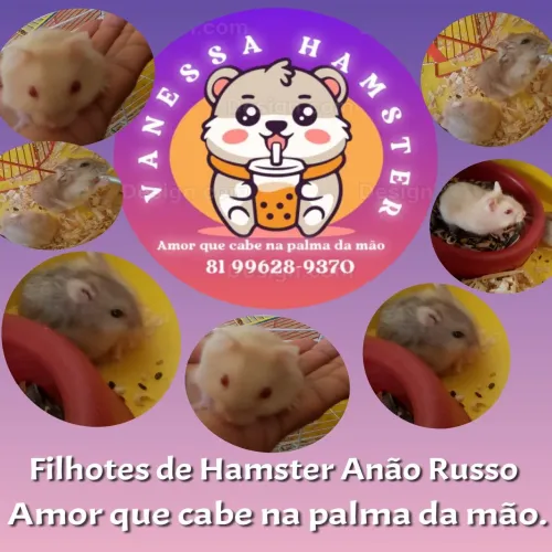 Hamster Anão Russo
