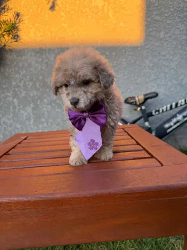 Poodle fêmea ?