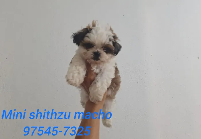 Mini shithzu com garantia de saúde