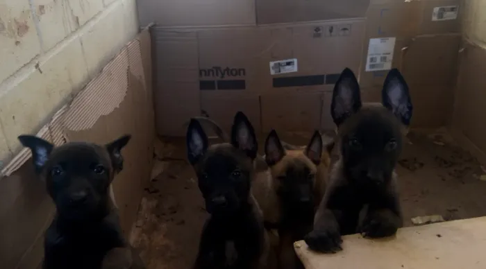 Pastor Malinois filhote