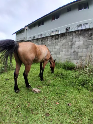 Cavalo crioulo a venda