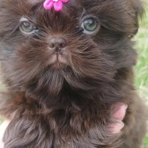 Mini SHIHTZU fêmea chocolate do olho verde!! Lindíssima filhote