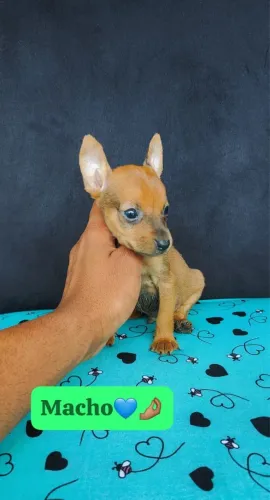 Seu Novo Companheiro Pode Ser um Pinscher - Filhotes Disponíveis