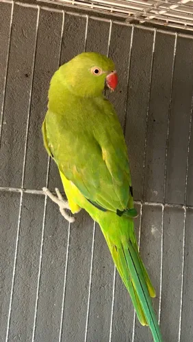 Gaiola