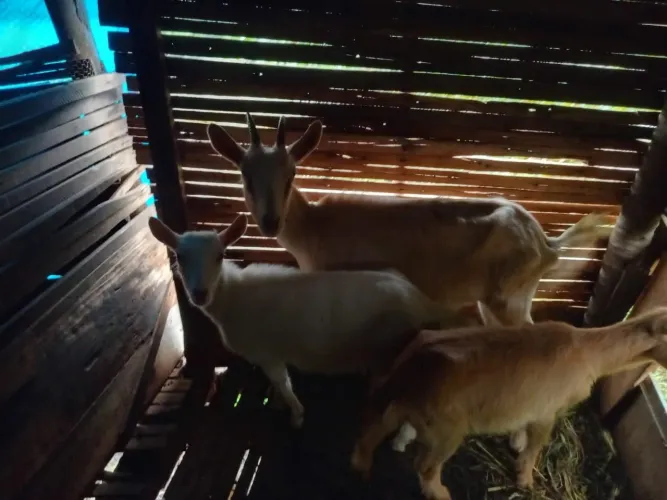 Lote de Cabras em Cachoeiras de Macacu Rj.