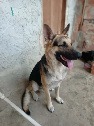 Cachorro pastor alemão raça pura disponível pra cruzar 