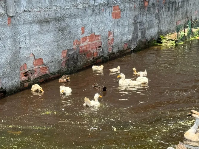 Marrecos de Pequim/Rouan filhotes e adultos, várias cores, ótima origem