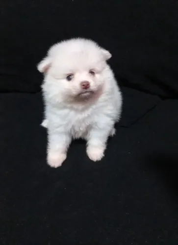 Lulu/Spitz alemão vacinado a pronta entrega