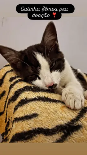 Gata pra doação