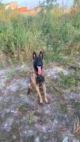 Filhotes pastor belga malinois