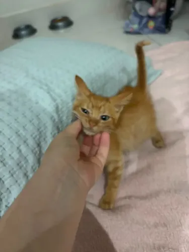 Doa-se gatinho filhote 