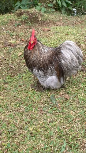 Galo Mini Cochin