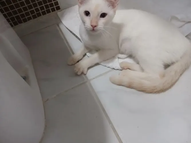 Gatinha para adoção | 7 meses | castrada 
