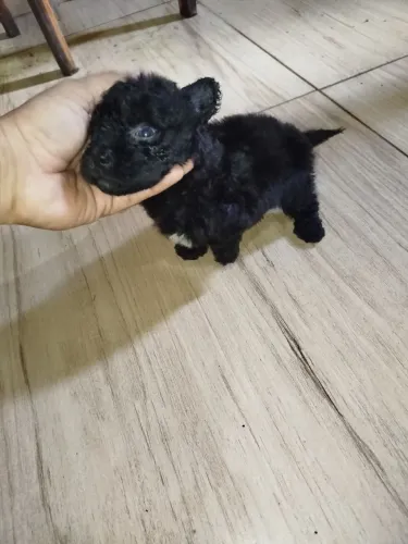 Poodle toyzinho