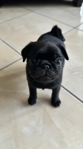 Vende-se filhote de pug