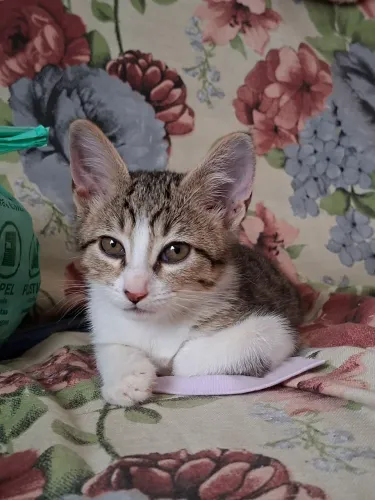 ADOTE A MEL (2 MESES)