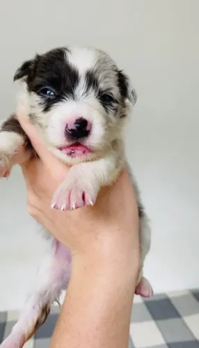 Border Collie Slate/Ardósia Merle Fêmea PELAGEM RARA 