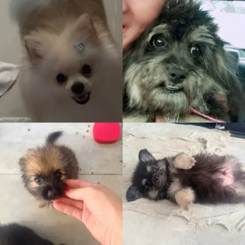 Cachorro