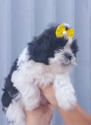 Fêmea lhasa apso