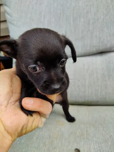 chihuahua x jack russel