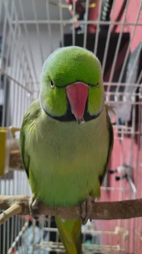 Ring nek