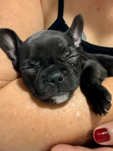 Bulldog francês