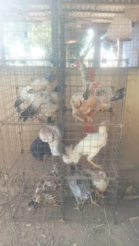 Galinhas Caipira