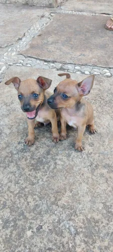 Cachorro Pincher número 1
